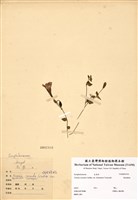 藏品(倒地蜈蚣)的圖片